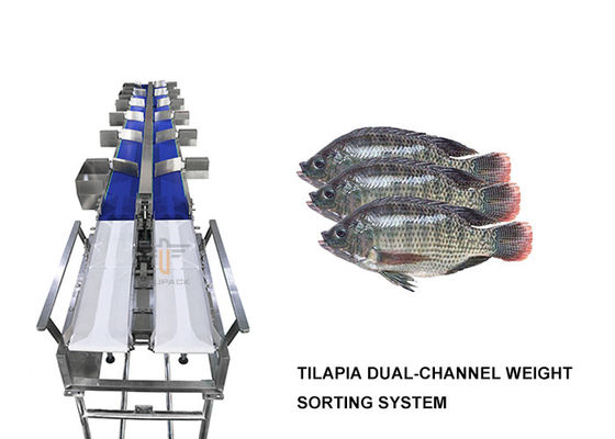 Zweikanalniveau der tilapia-Gewichts-sortierenden Maschinen-6